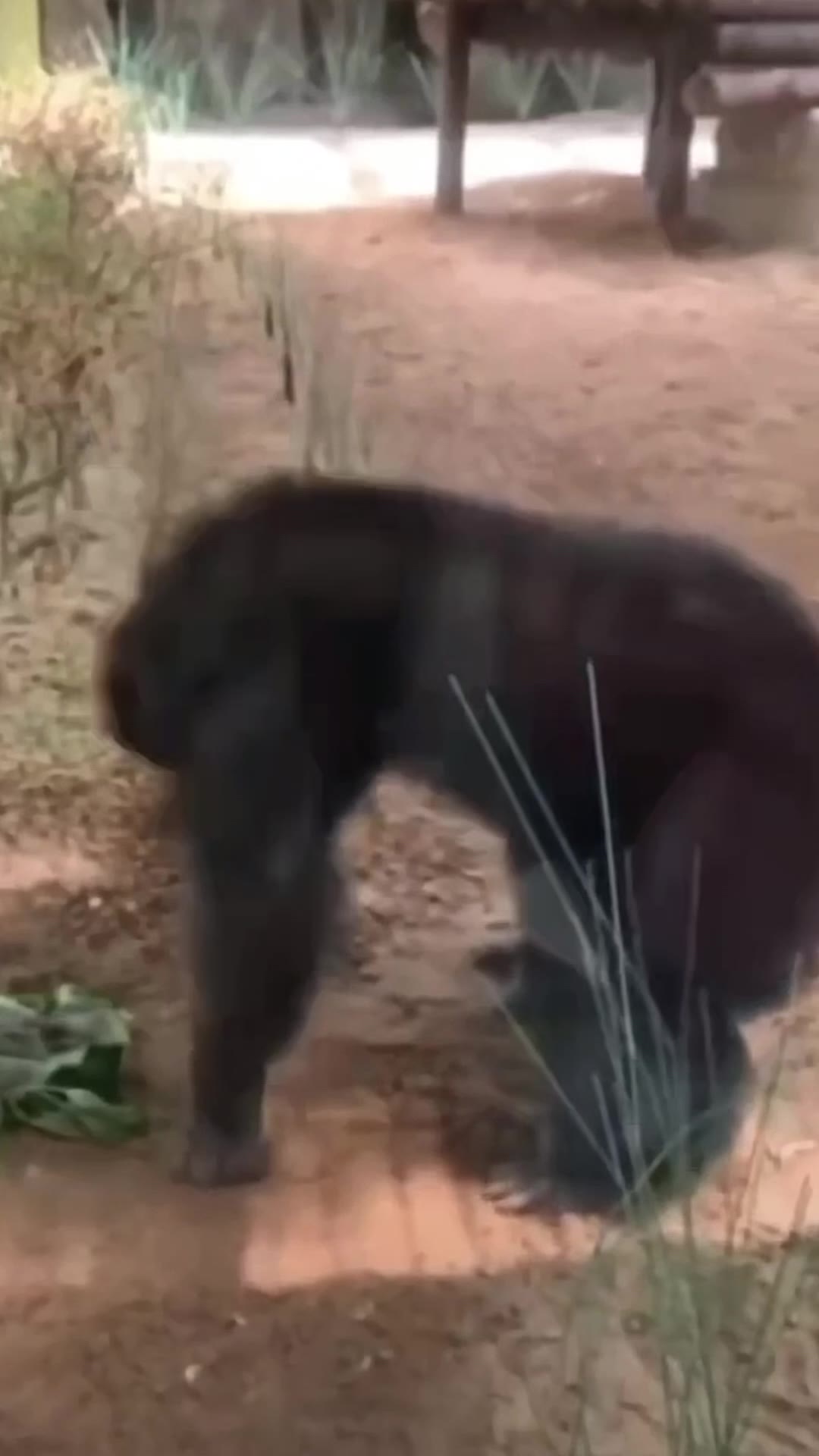 猩猩2无前缀 绿幕直播特效视频