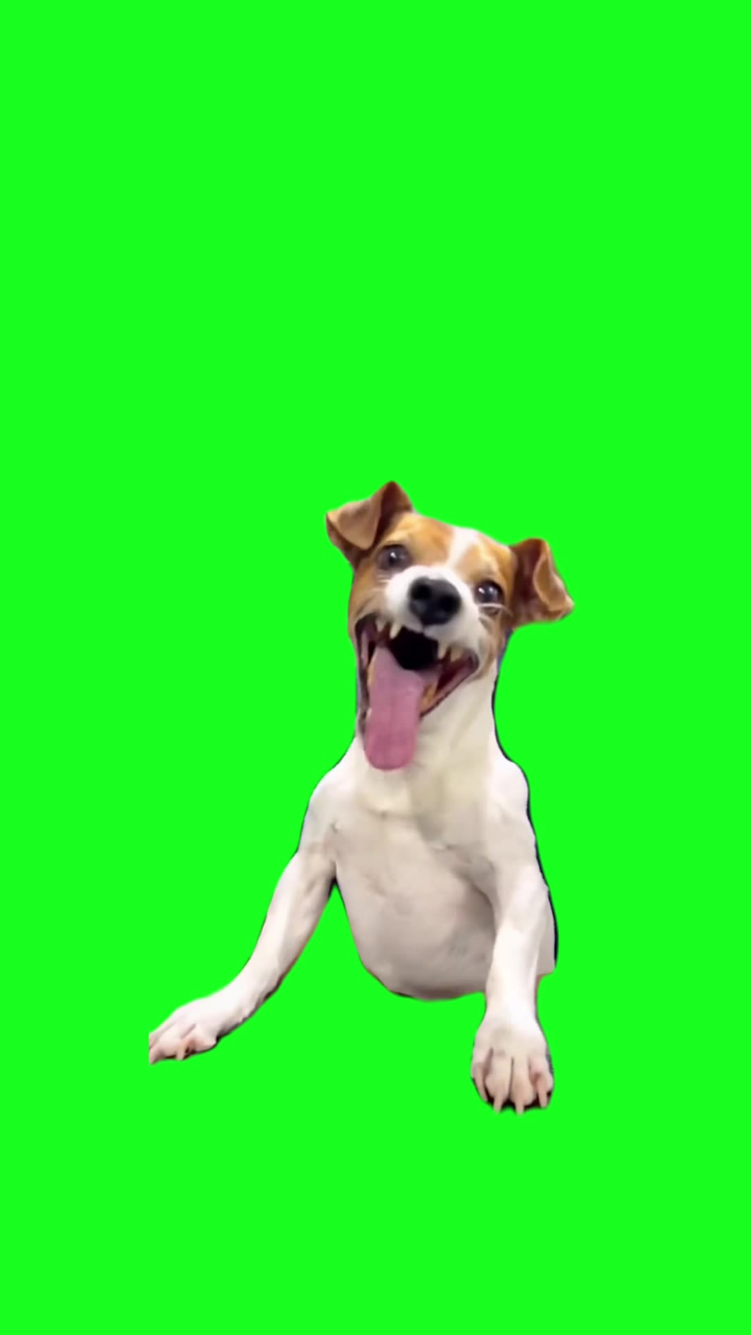 狗 傻笑 1秒 绿幕直播特效视频