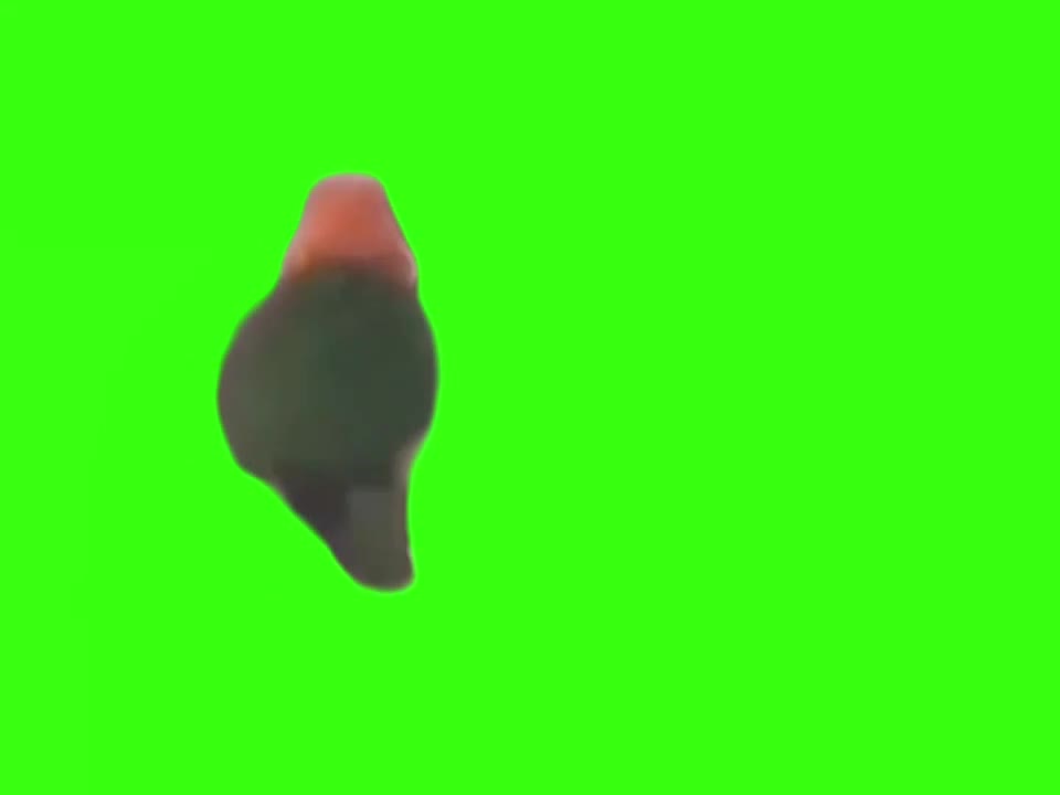 烦人鸟 2秒 绿幕直播特效视频