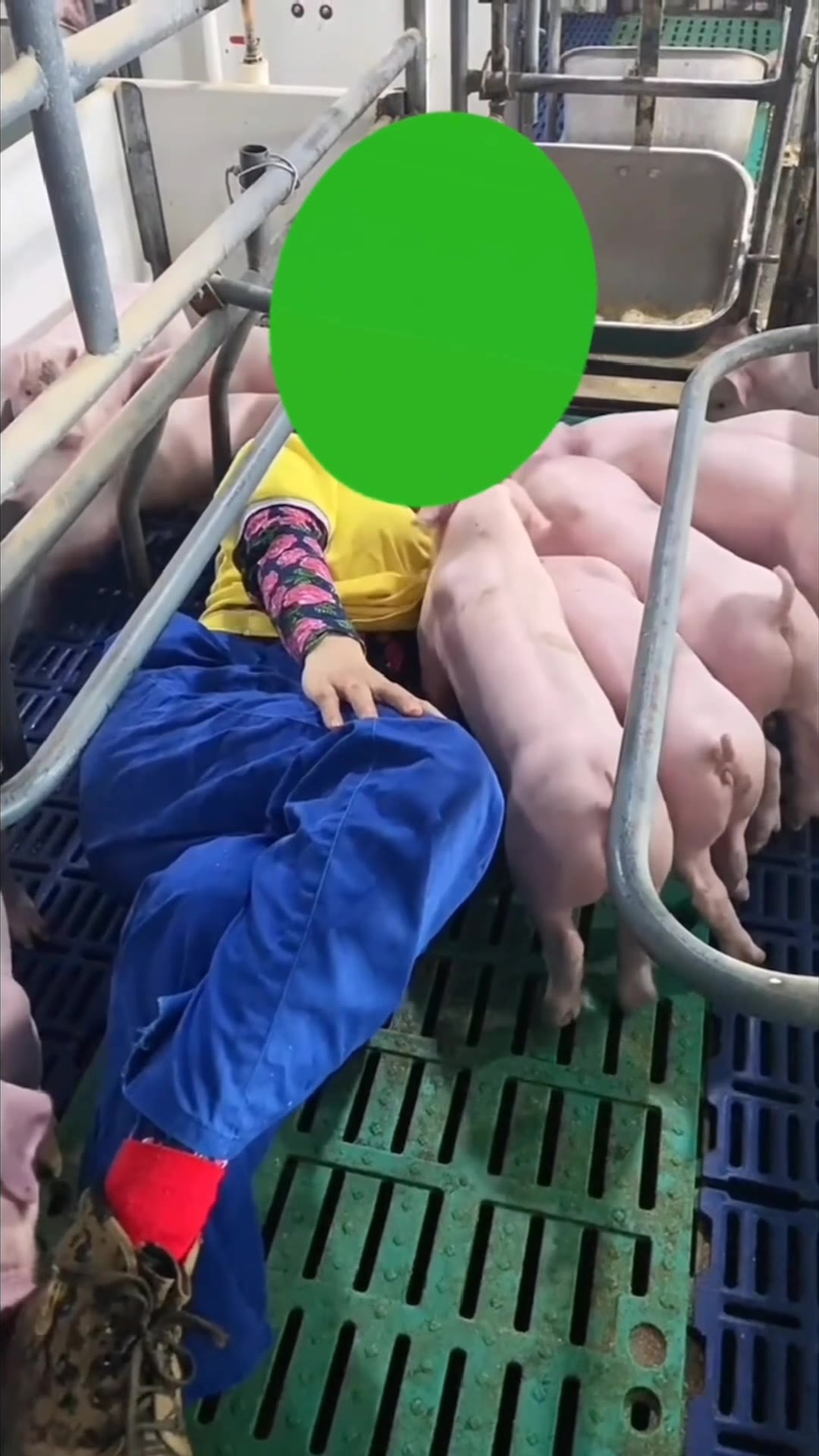 生小猪  喂奶 6秒 绿幕直播特效视频