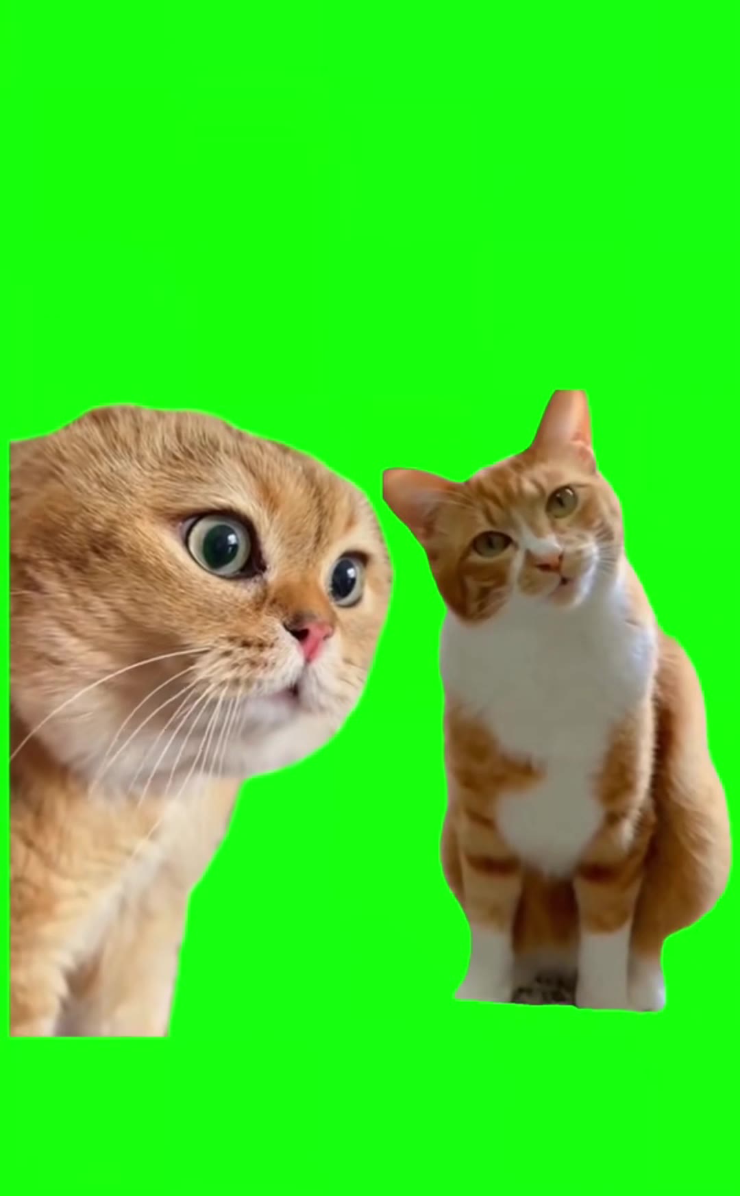 猫02 绿幕直播特效视频