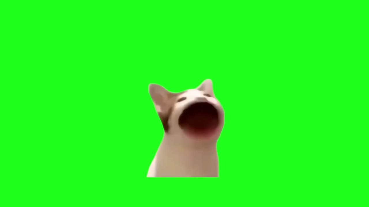 11月18日猫头 绿幕直播特效视频