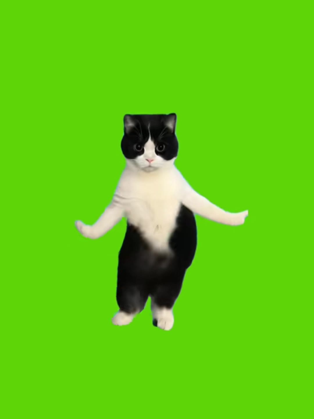 猫05  绿幕直播特效视频