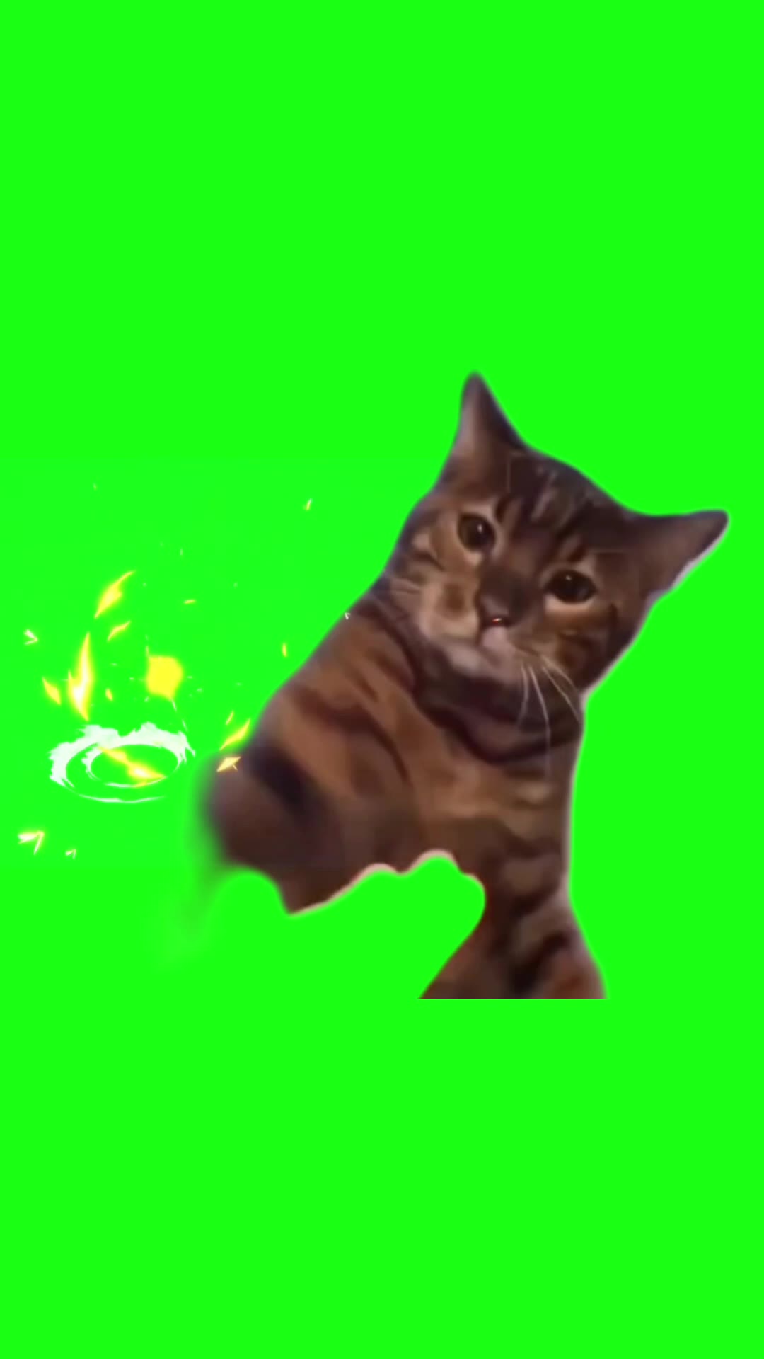 猫打人 10秒 绿幕直播特效视频