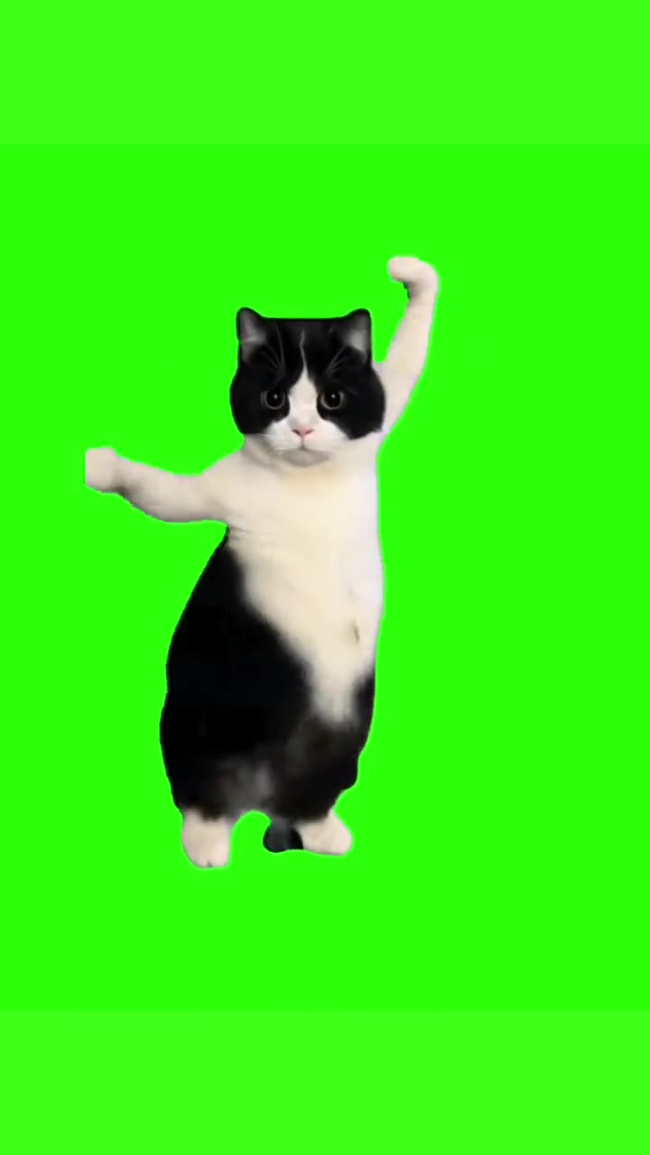 异域风情舞 奶牛猫 绿幕直播特效视频
