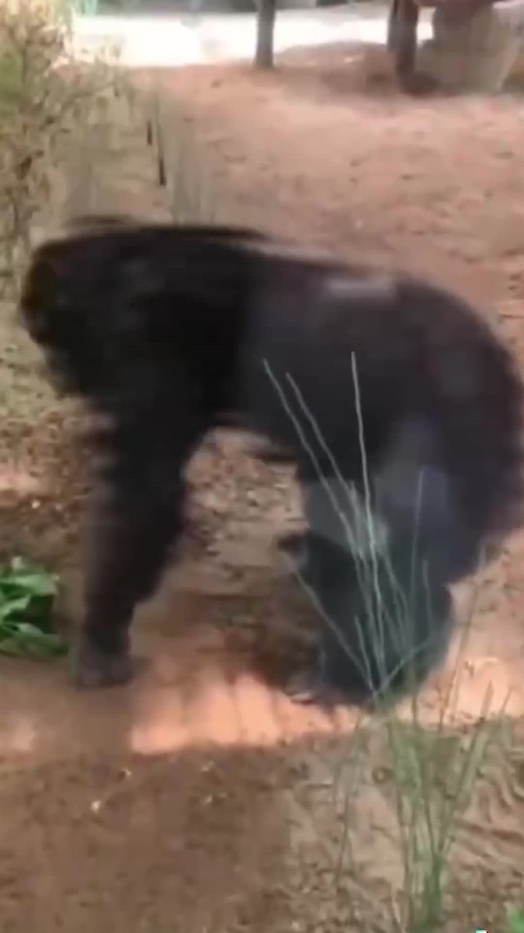 猩猩3无前缀 绿幕直播特效视频