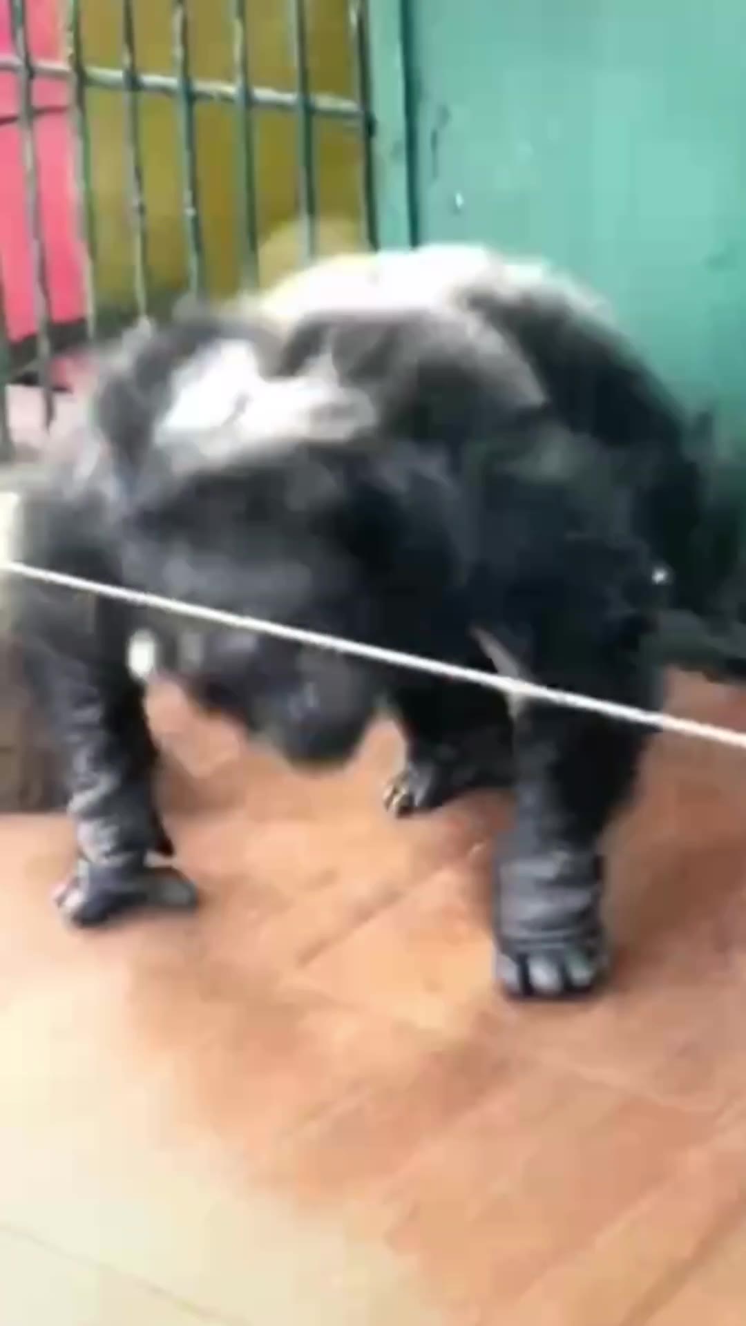 猩猩跳舞 绿幕直播特效视频
