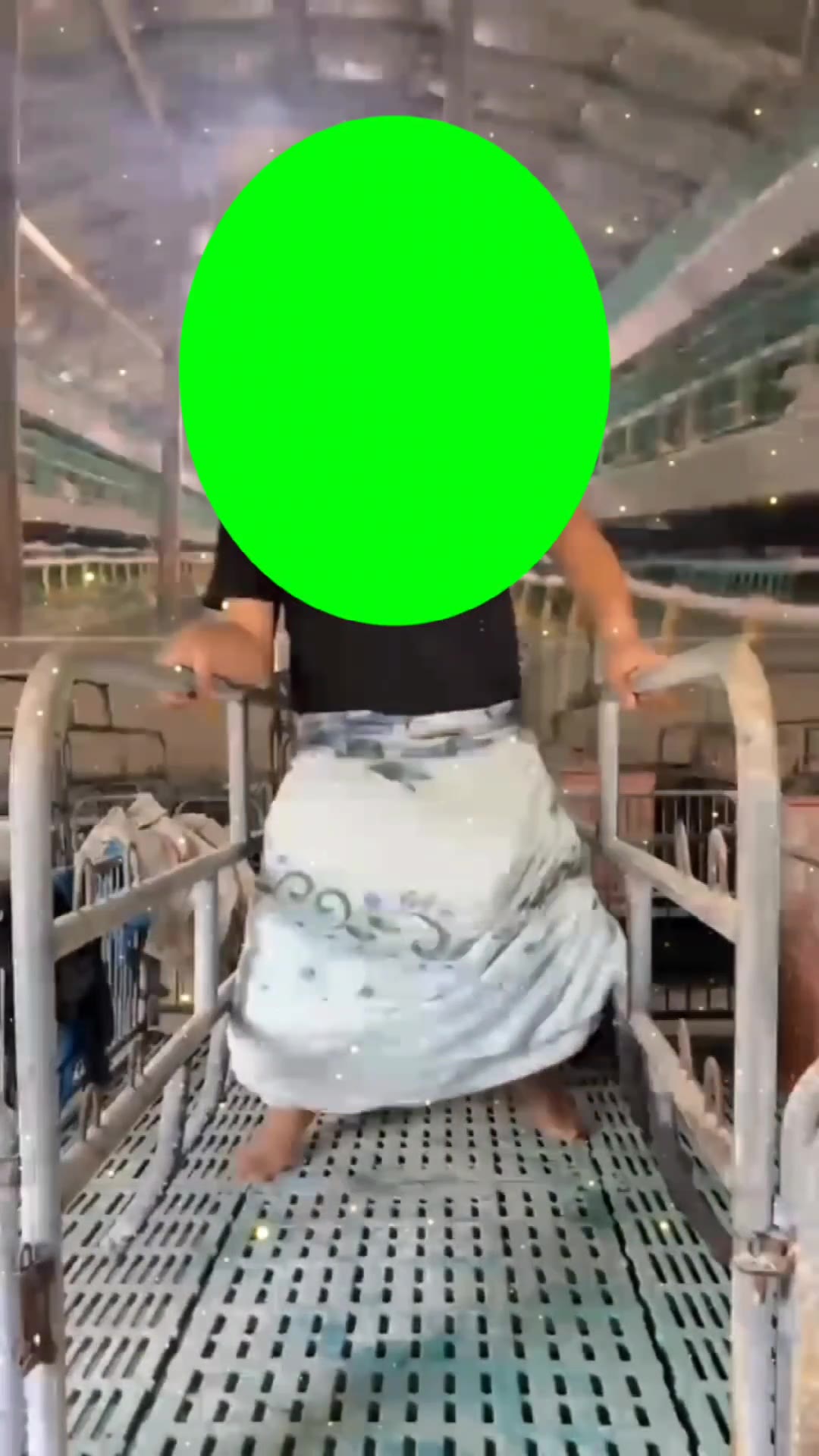 生小猪 超大脸加速 1秒 绿幕直播特效视频