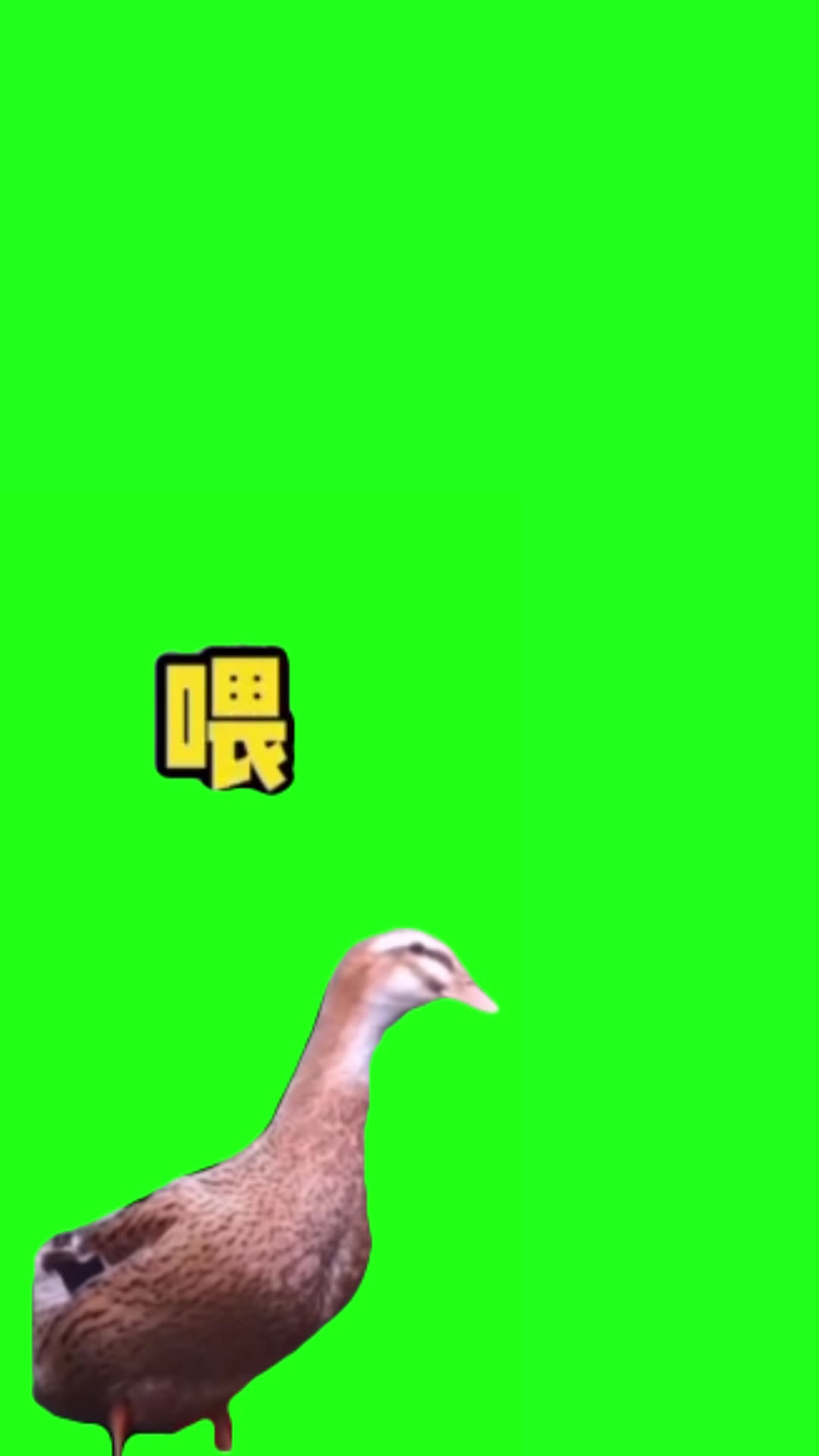 鸭子喊 翠花 绿幕直播特效视频