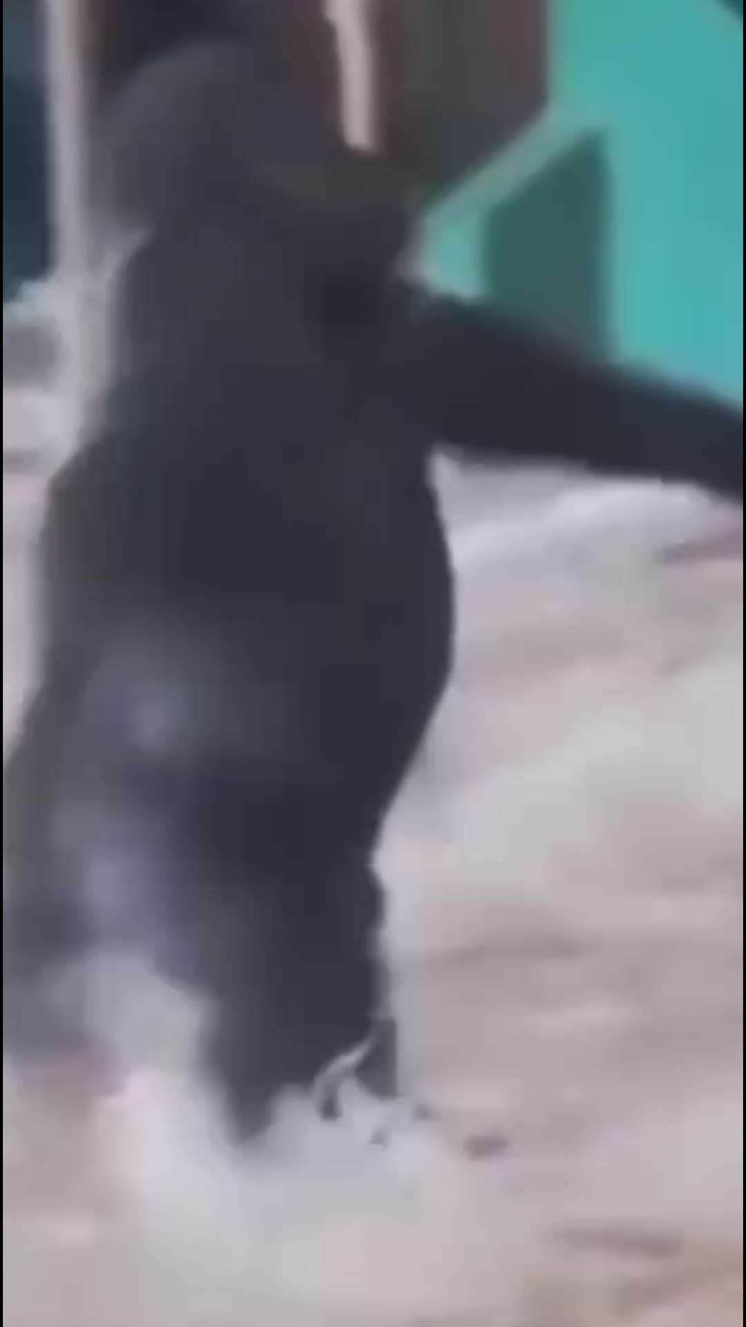 猩猩转圈最新2 绿幕直播特效视频