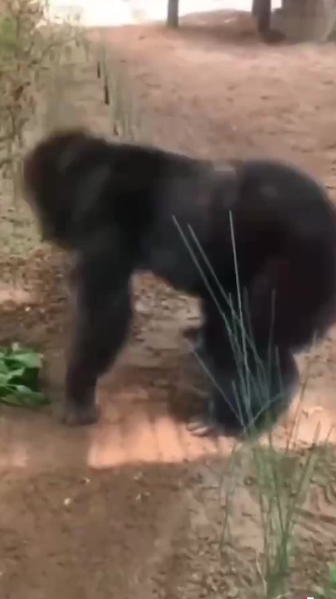 猩猩3短 绿幕直播特效视频